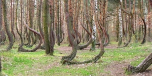 KRZYWY LAS 